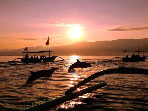 See Dolphin, Snorkeling, Swim With Dolphin Lovina